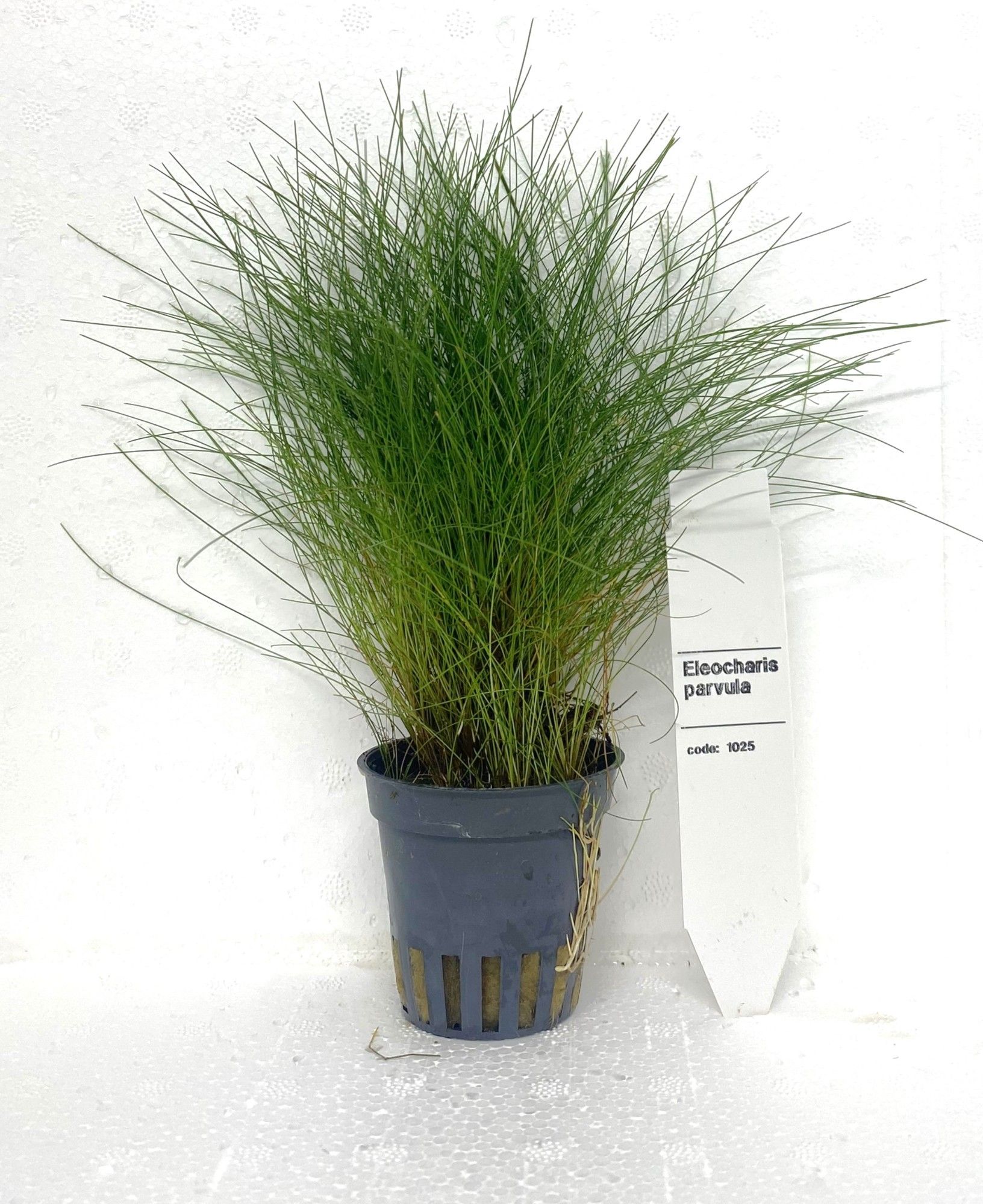 Eleocharis acicularis, D 5
