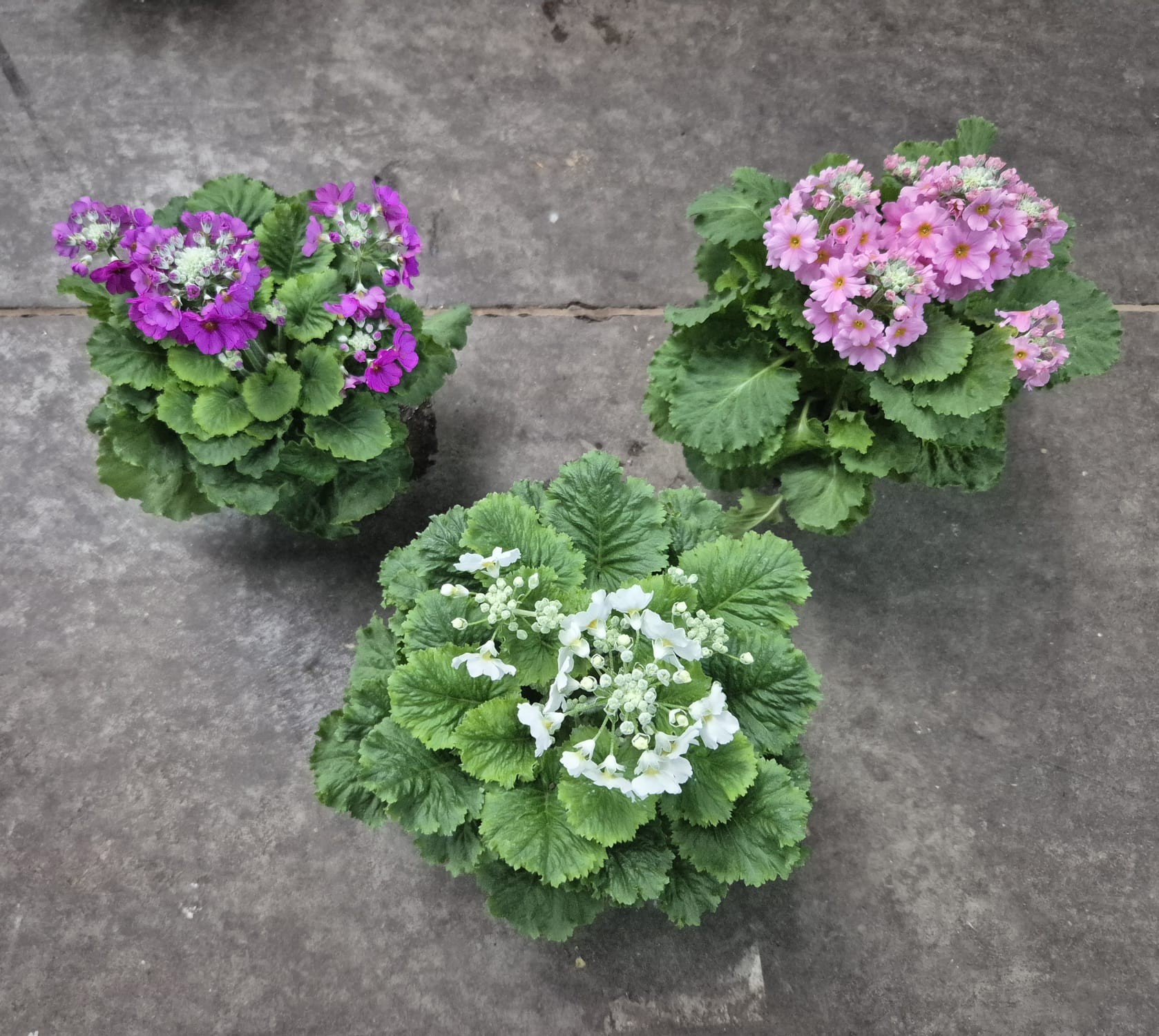 Primula Malacoides Mix T10,5, D 10,5