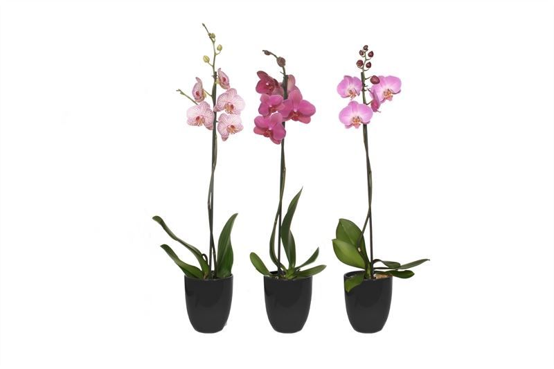 Hugo p12 black Phal mix 1T09+, D 12 cm