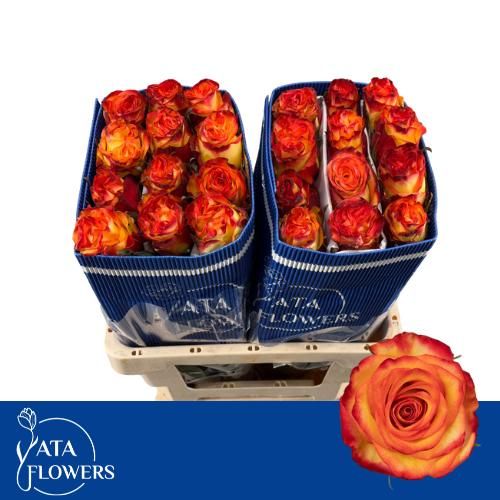 Роза од. Хай Энд Мэджик Еллоу 50, шт.