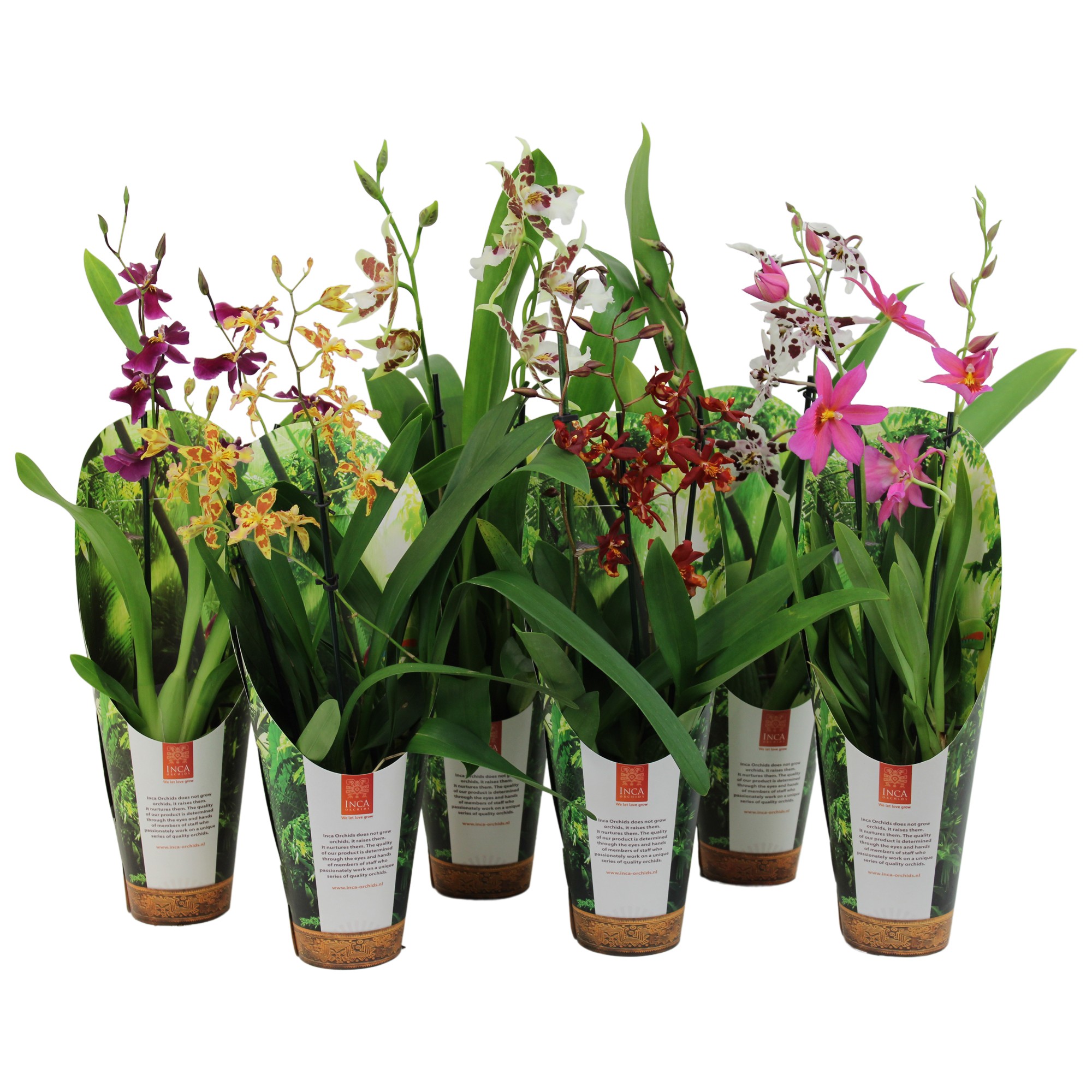 Inca Cambria mix 2 spike 9cm luxury jungle cover, D 9