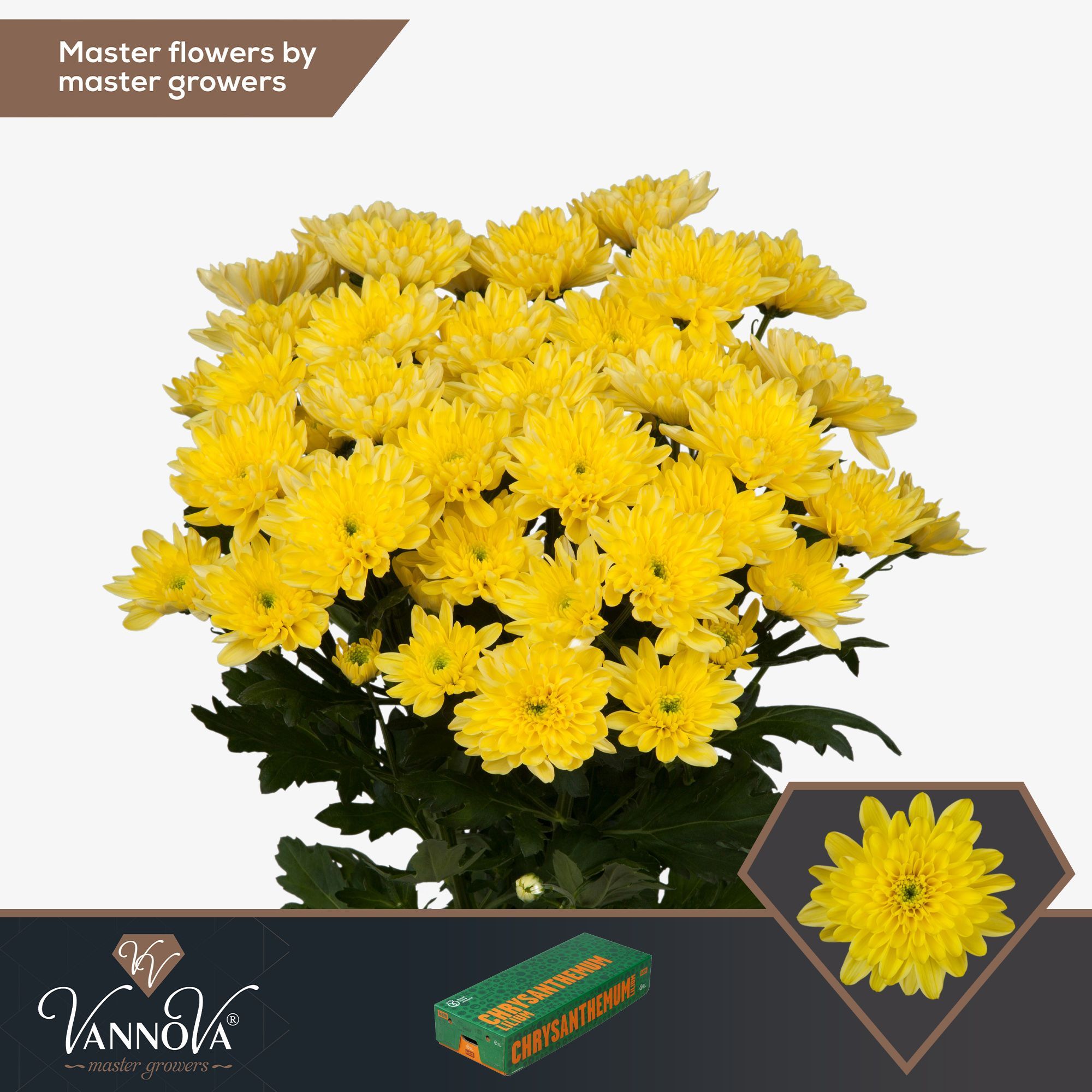 Хризантема куст. Балтика Еллоу 70 (желт.), шт. Хризантема куст. Балтика Еллоу 70 (желт.), шт.