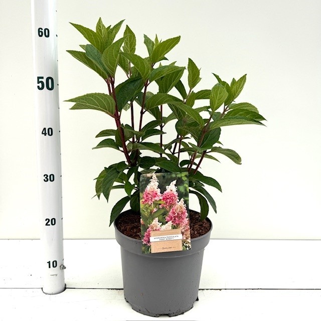 Hydrangea pan. Pinky Winky ('Dvppinky'PBR), D 26