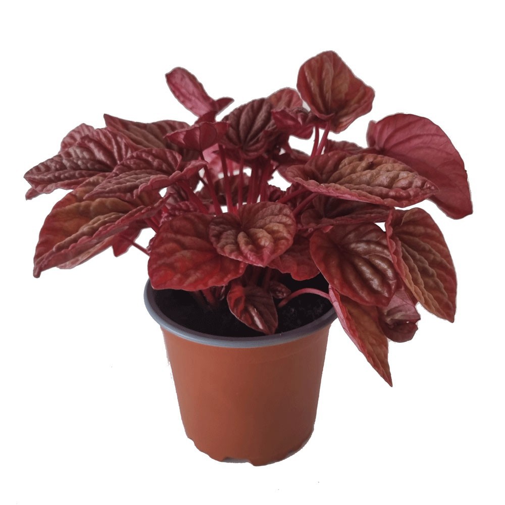 PEPEROMIA CAPERATA 'ROSÉ BURGUNDER', D 11