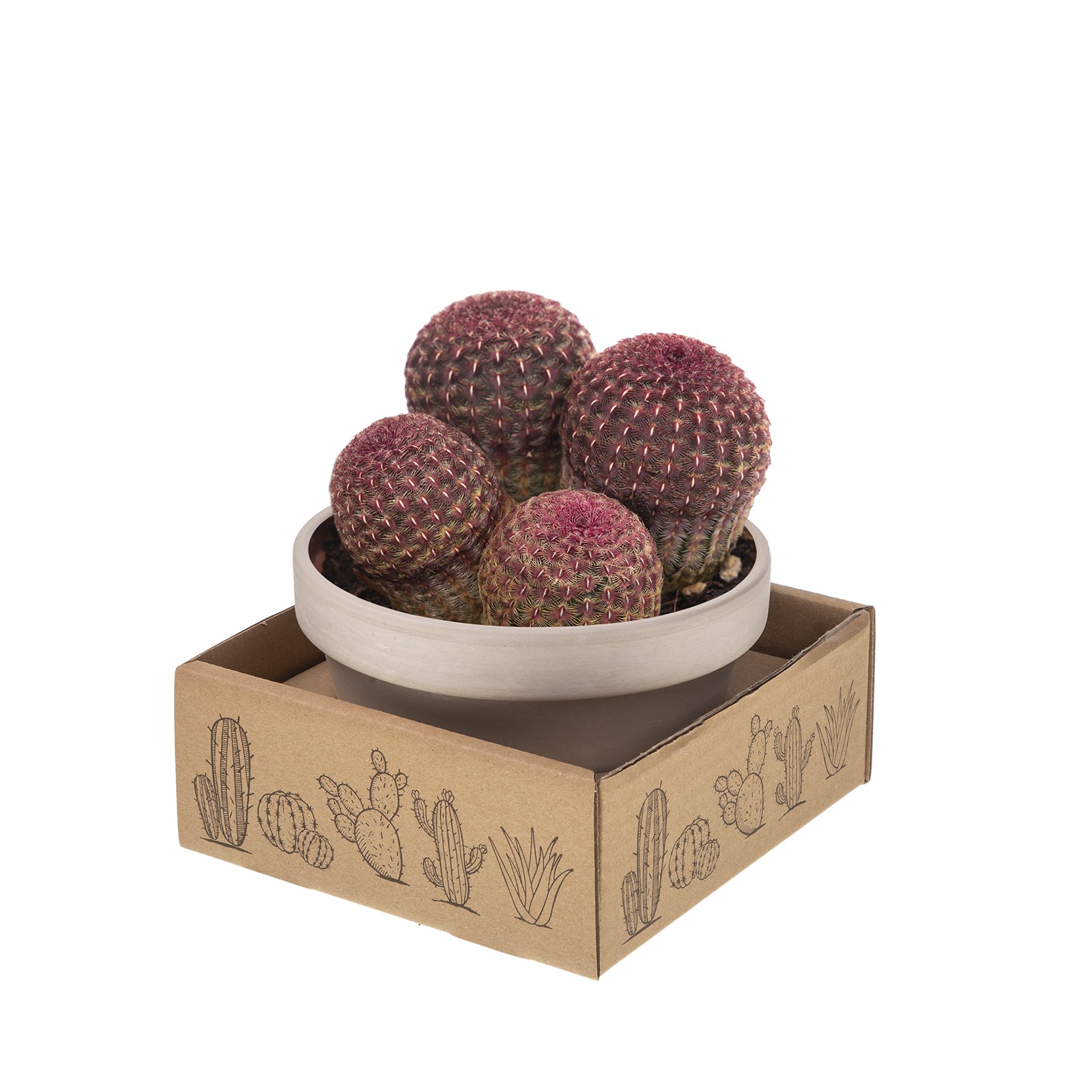 ECHINOCEREUS RIGIDISSIMUS RUBRISPINUS - Ø 15 WHITE BASALT BOWL IN CARDBOARD BOX 16X16 CM (CACTUS), D 15