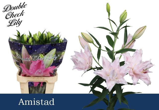 Лилия дв. Амистад 100 (светло-роз.), шт.