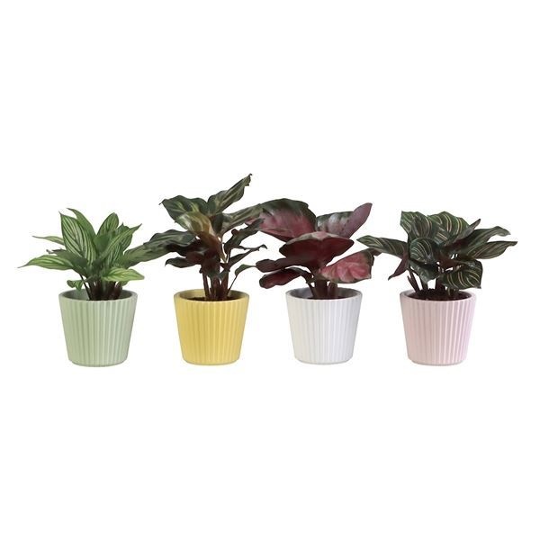 L 65919 with Calathea Mix 6 cm, D 6 cm L 65919 with Calathea Mix 6 cm, D 6 cm