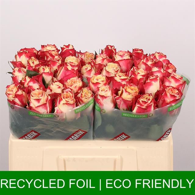 Роза од. Чапю 50, шт.