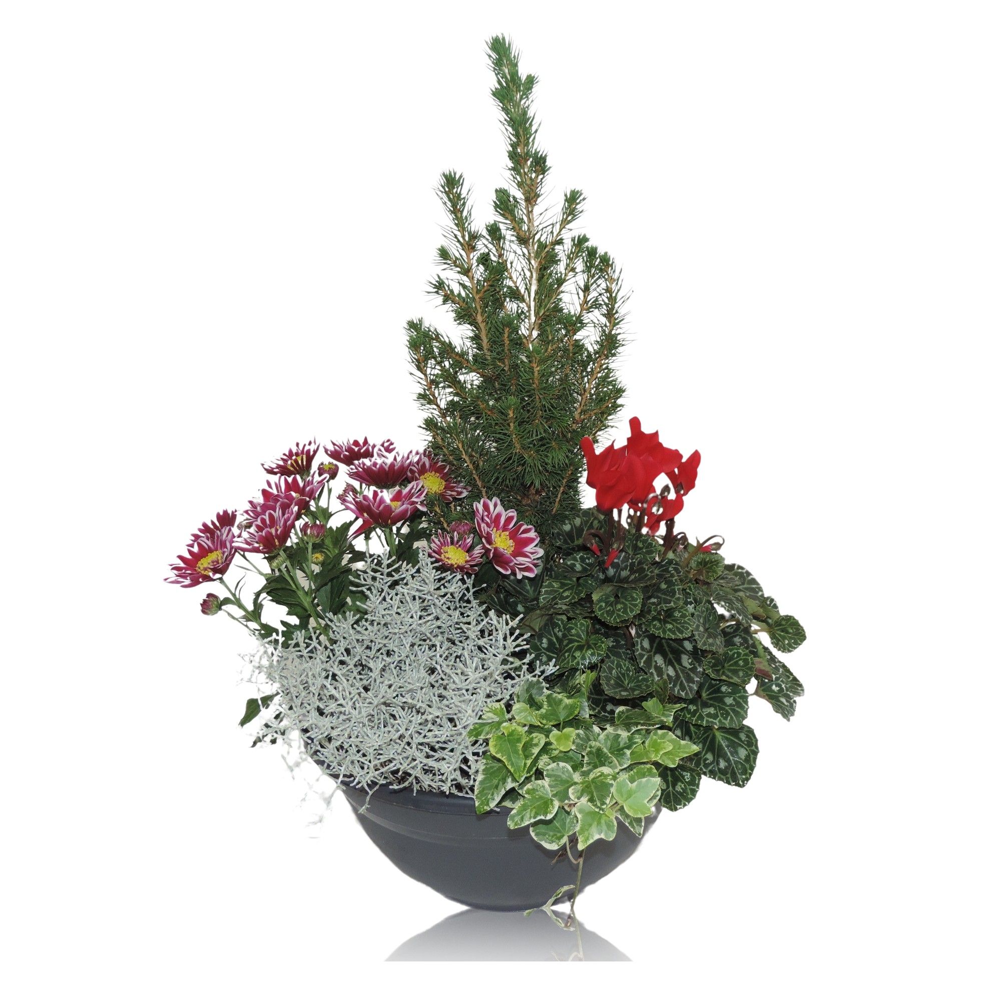 Arrangement Winter Classic in Bowl 27 cm, D 27
