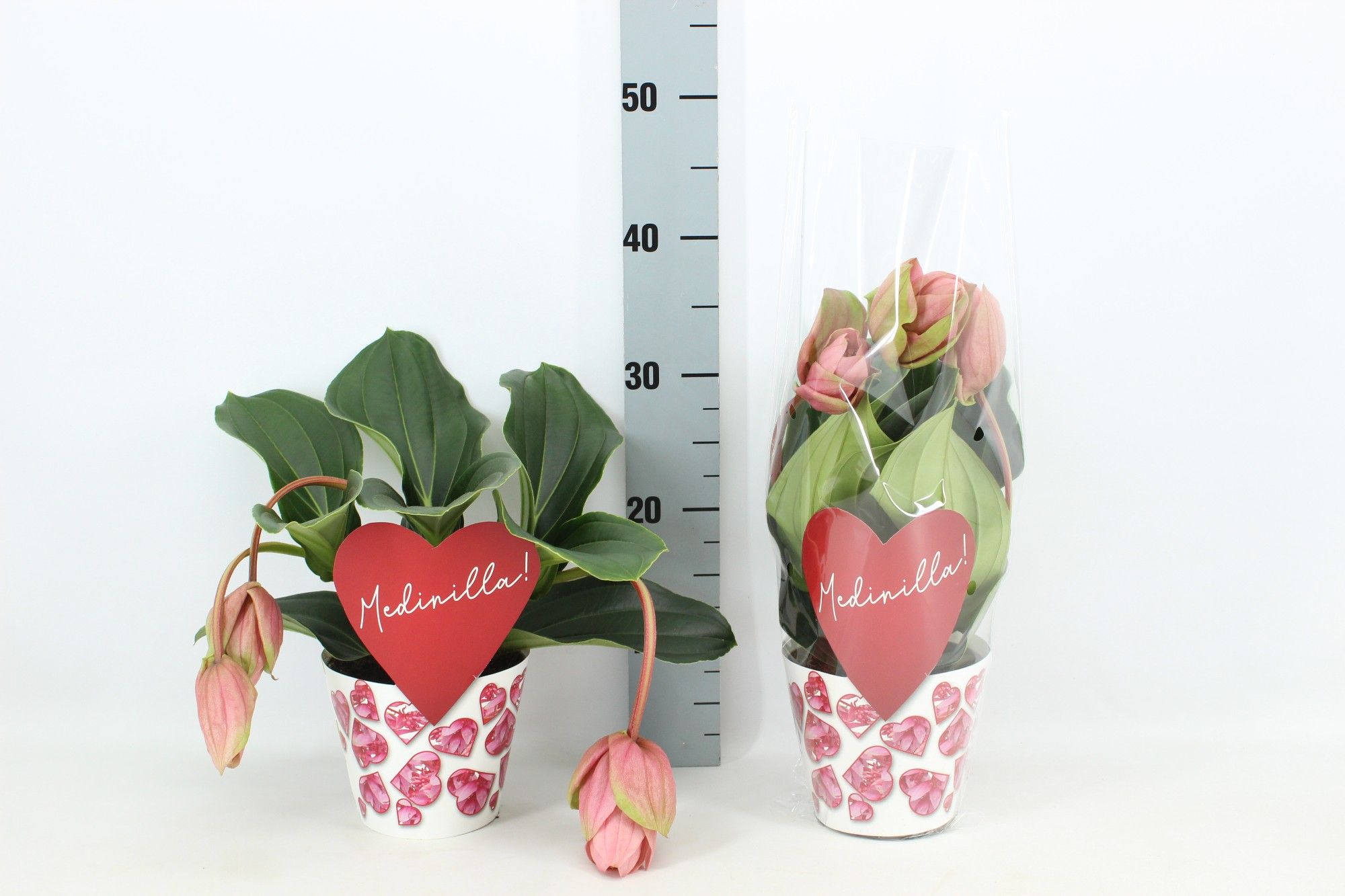 Potcover Candy 3 knop (Medinilla 1 etage), D 14