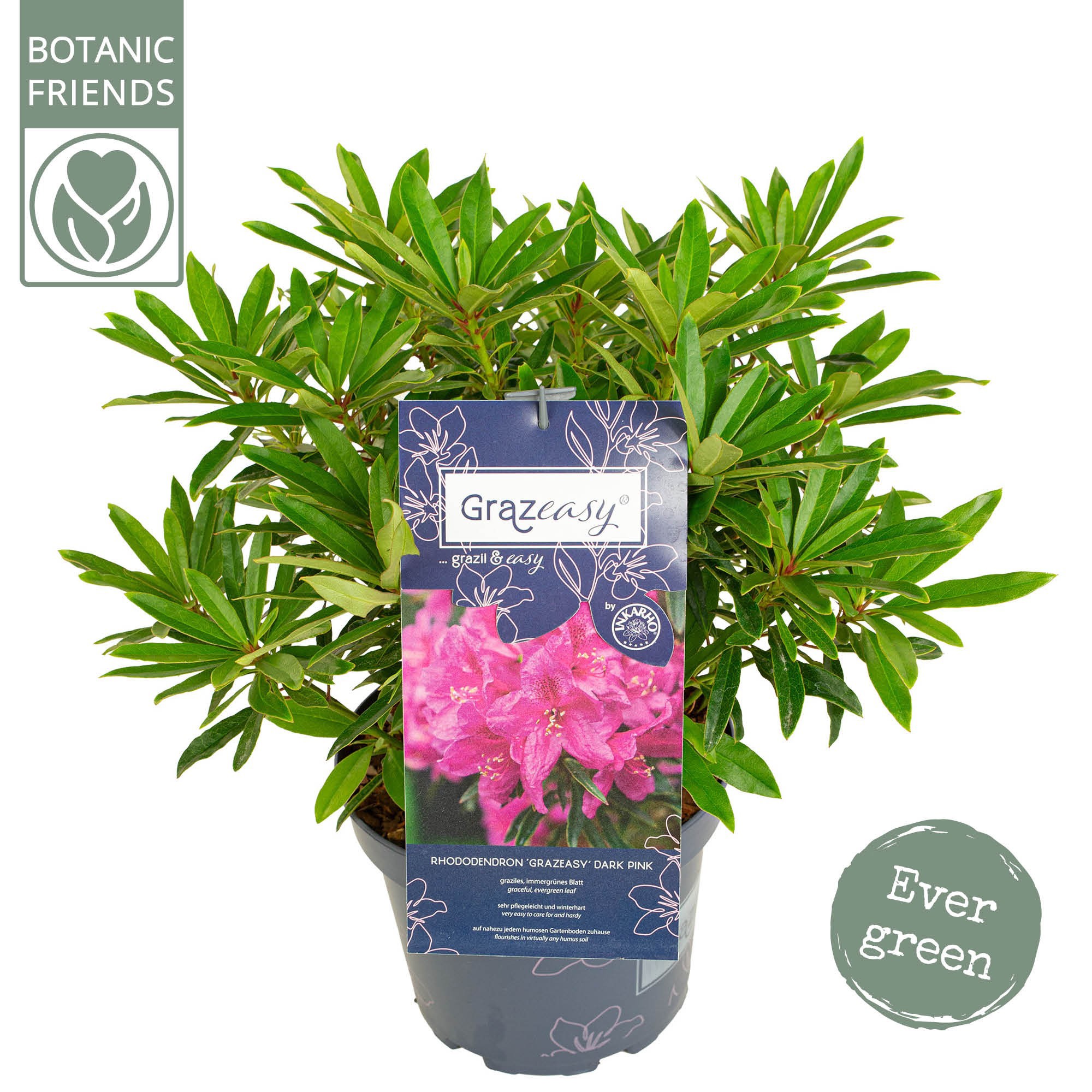 Rhododendron hybr. 'Grazeasy'®, D 23