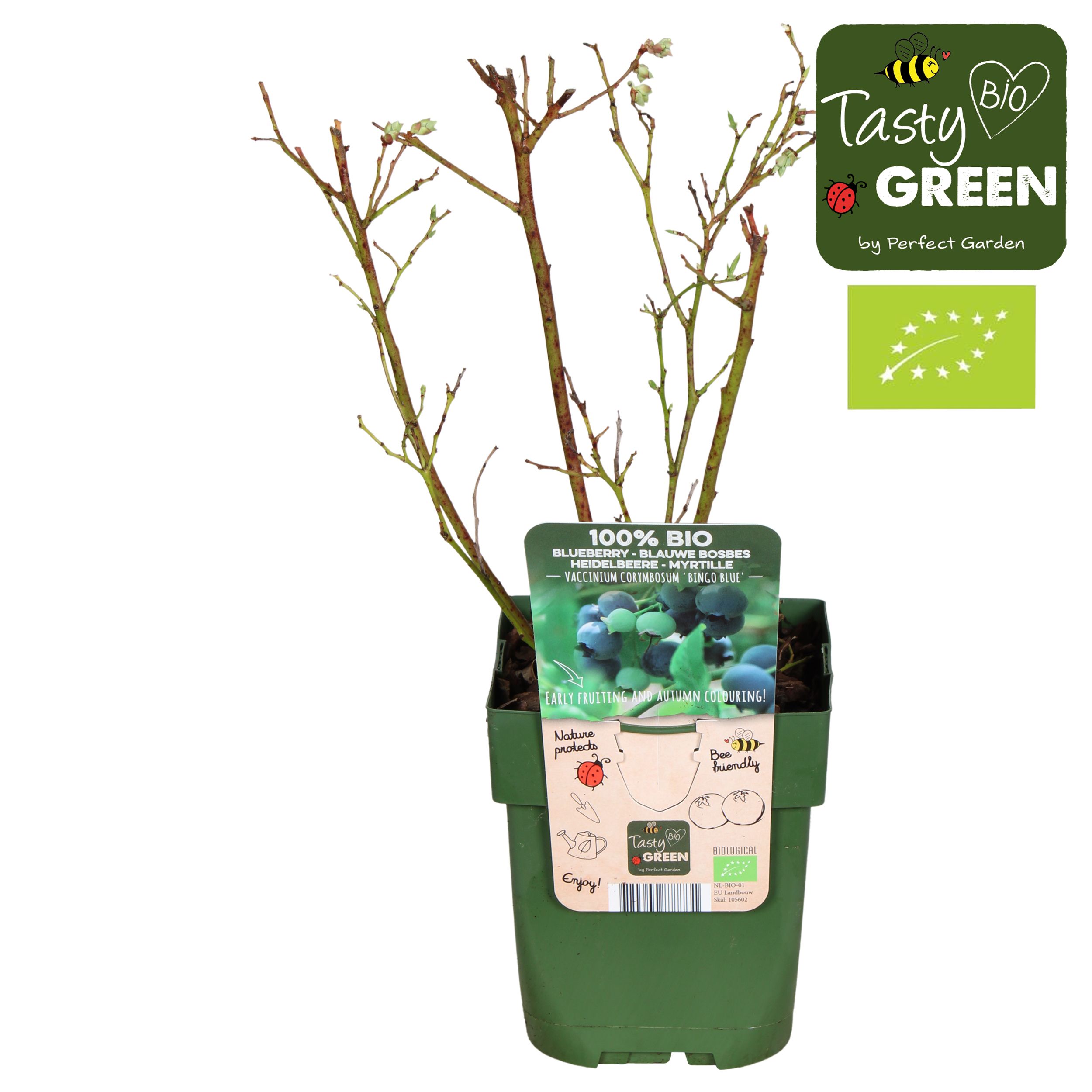 Vaccinium corymbosum 'Bingo Blue' Bio P13, D 13