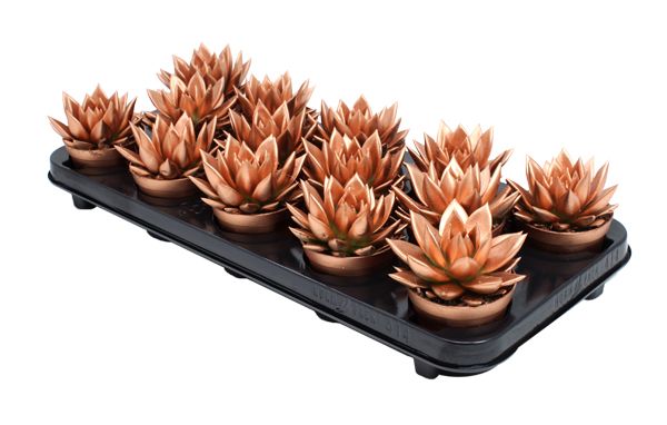 Miranda coloured bronze, D 8,5 cm