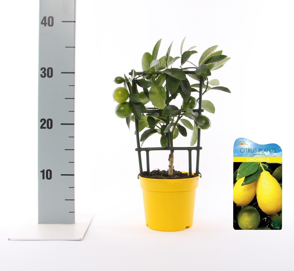Citrus eustis Limonella trellis (s2), D 12
