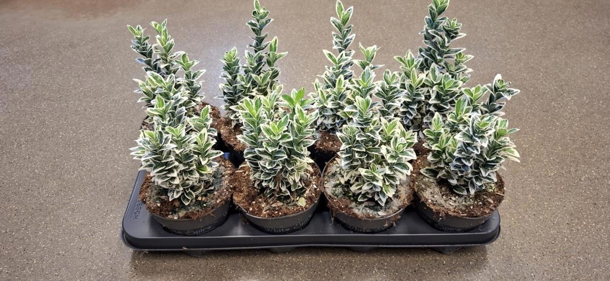 Euonymus jap. 'White Spire', D 13 cm