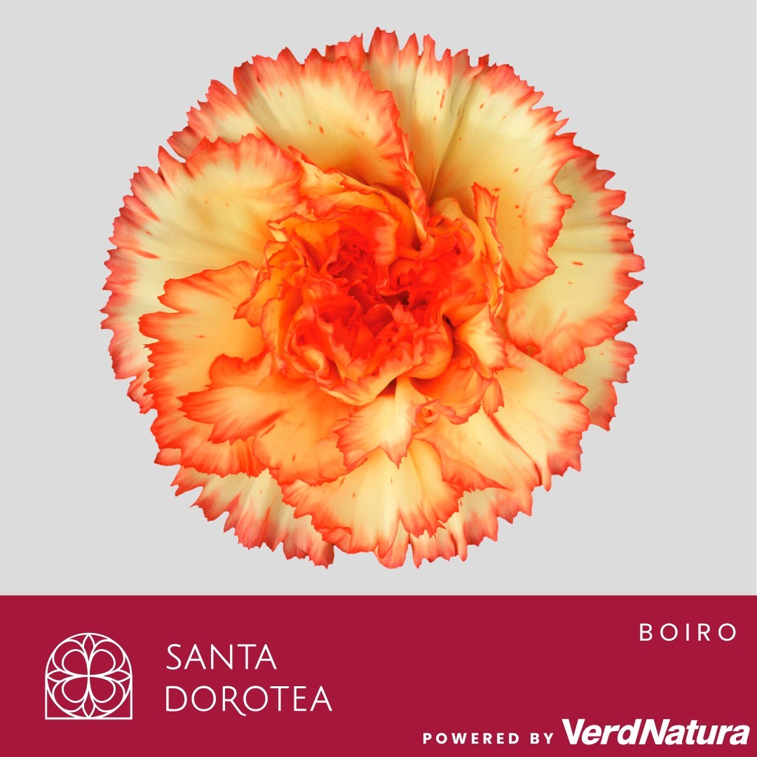 Диантус од. Бойро, шт.