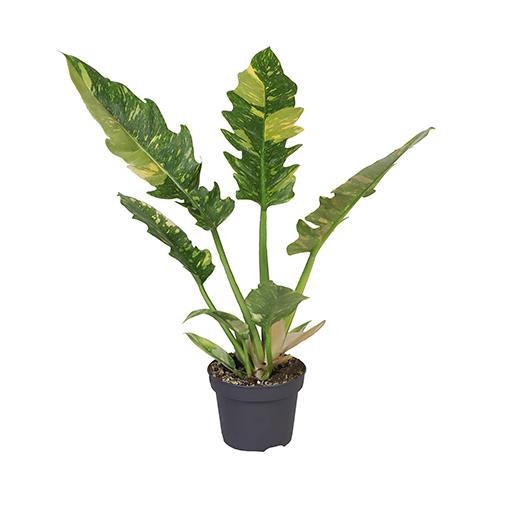 PHILODENDRON HYBRID RING OF FIRE, D 12 cm