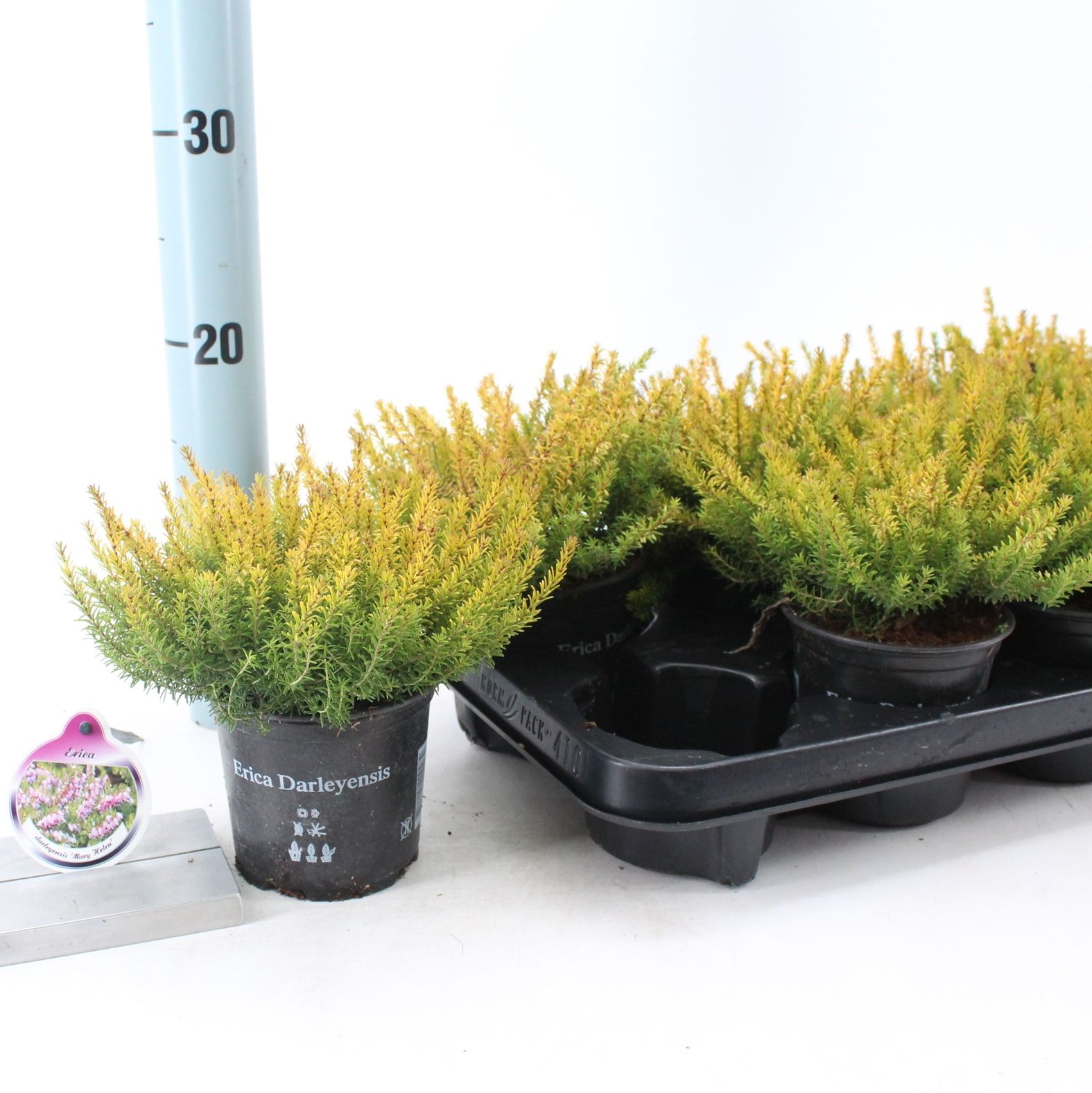 Erica darl. 'Mary Helen', D 10,5 cm