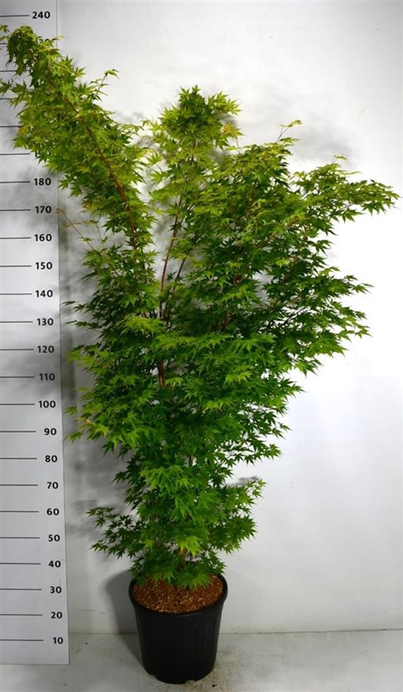 Acer pal. 'Sangokaku', D 38