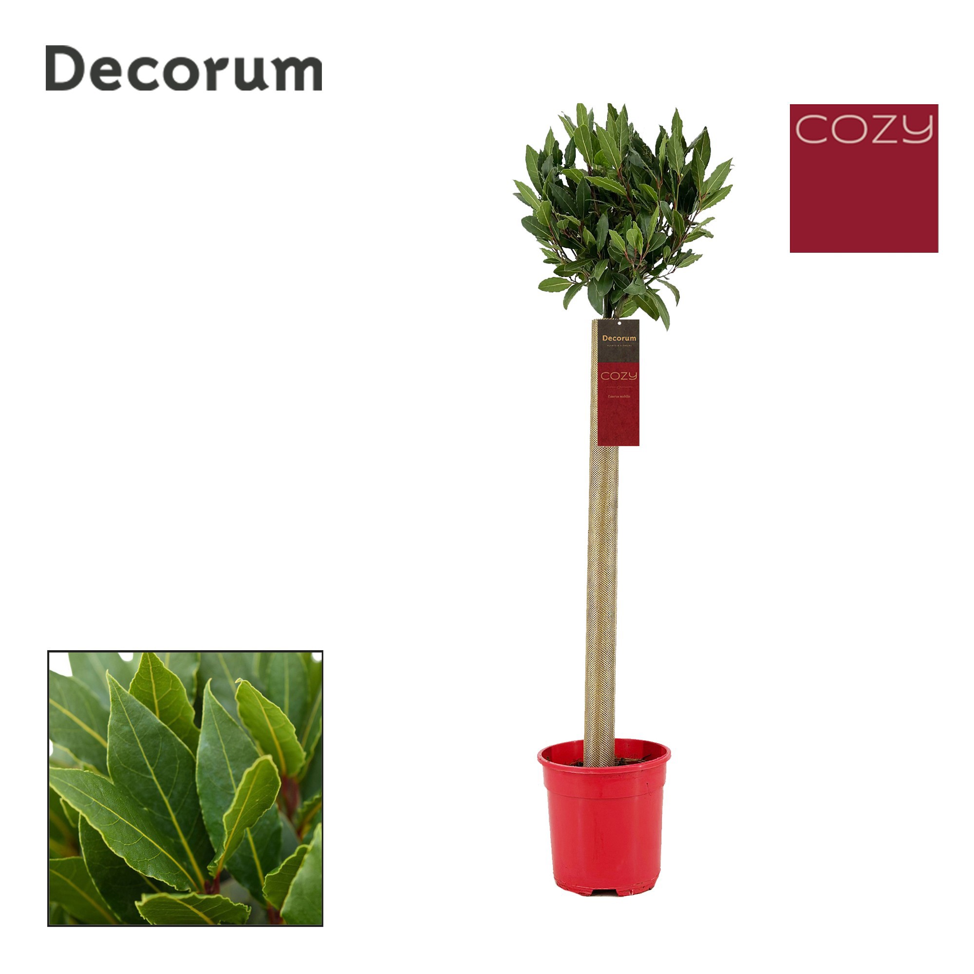 Laurus nobilis Bol op stam, D 20 cm