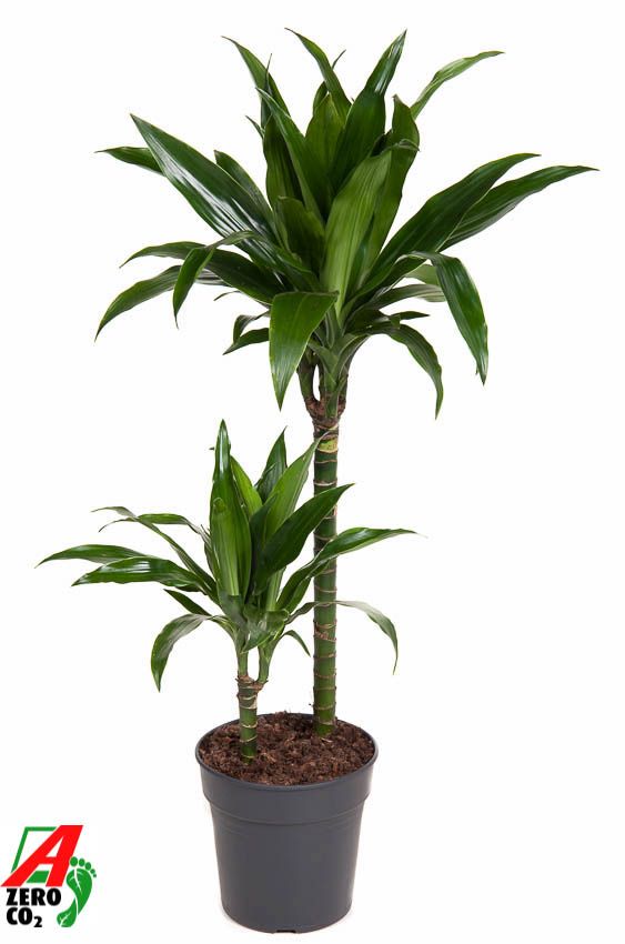 Dracaena Janet Craig 45-15, D 19 cm