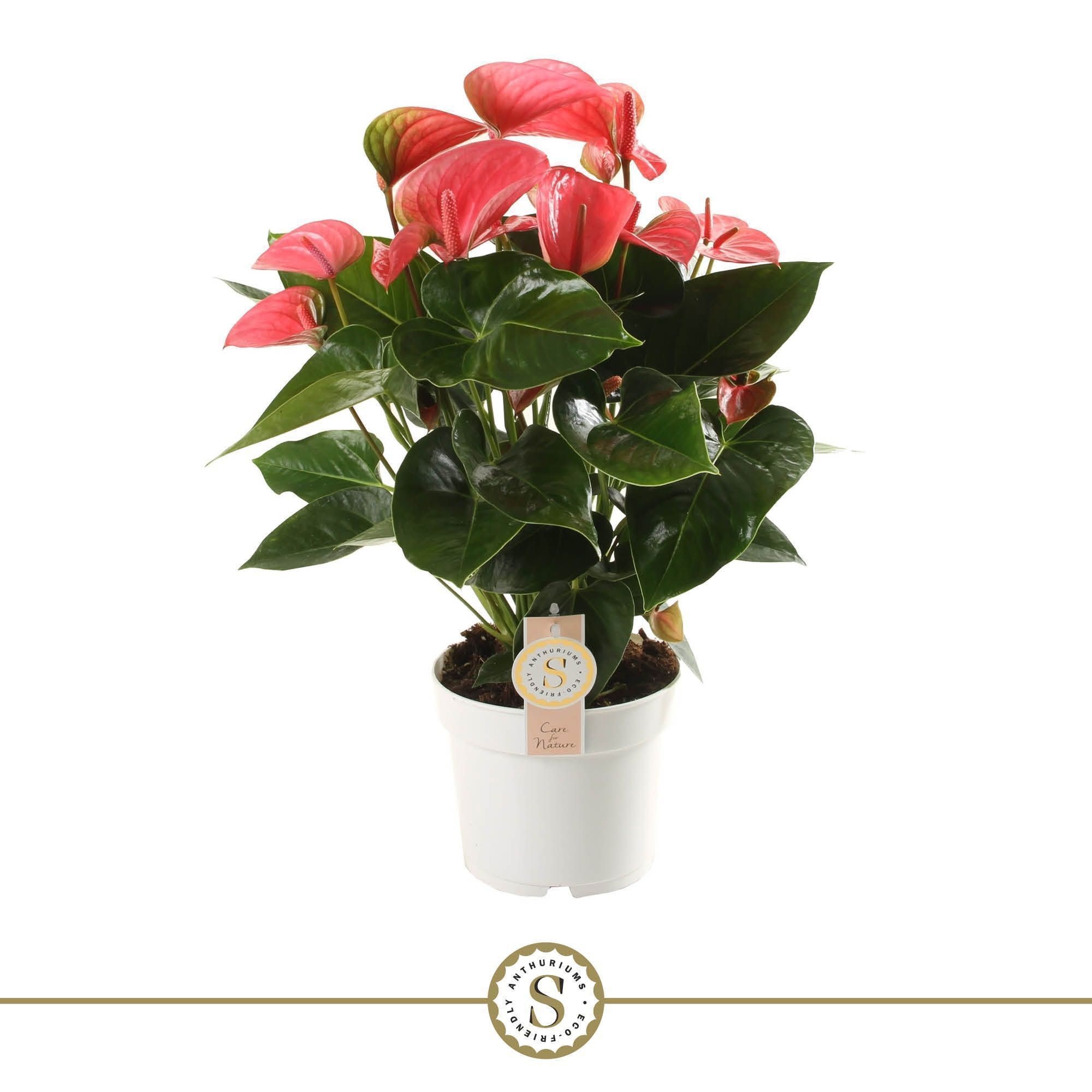 Pink Champion 17cm, D 17