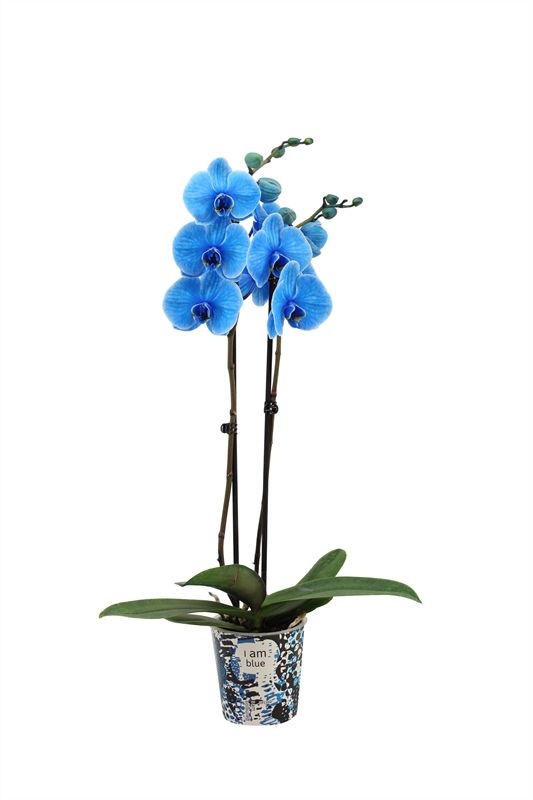 Potcover p12 I am Coloured Phal I am Blue 2T14+, D 12