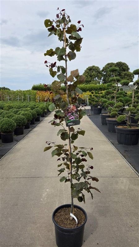 Cercis can. 'Forest Pansy', D 40