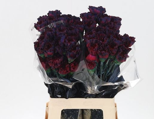 Диантус од. Овериг Крашеный (краш. ), шт.