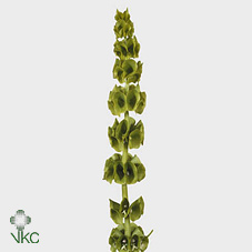 Молюцелла Овериг за стебель 80 (зел.), шт.