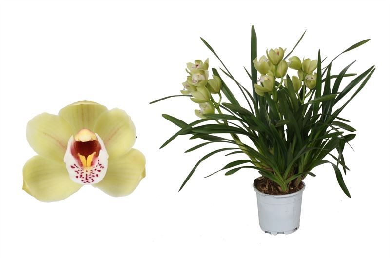 Cymbidium p12 Wild Anna 3T15+, D 12