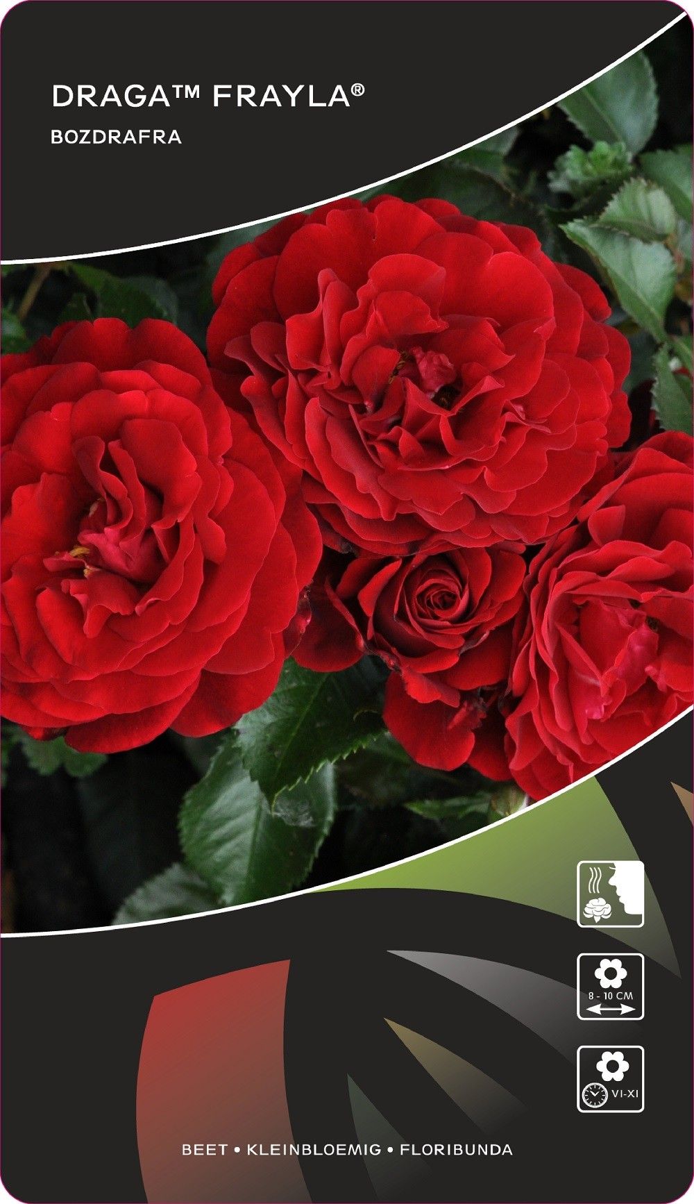 Rosa (F) Draga™Frayla®, D 17