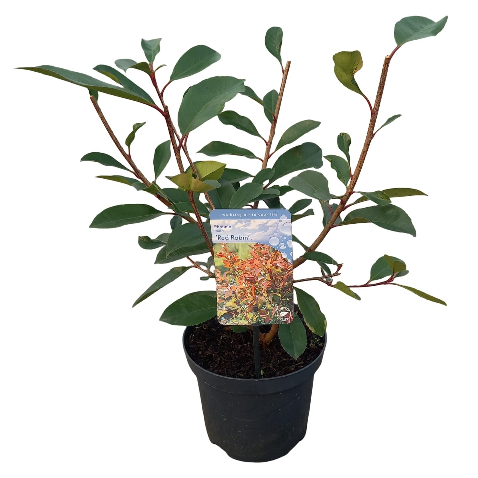 Photinia x fraseri 'Red Robin', D 19