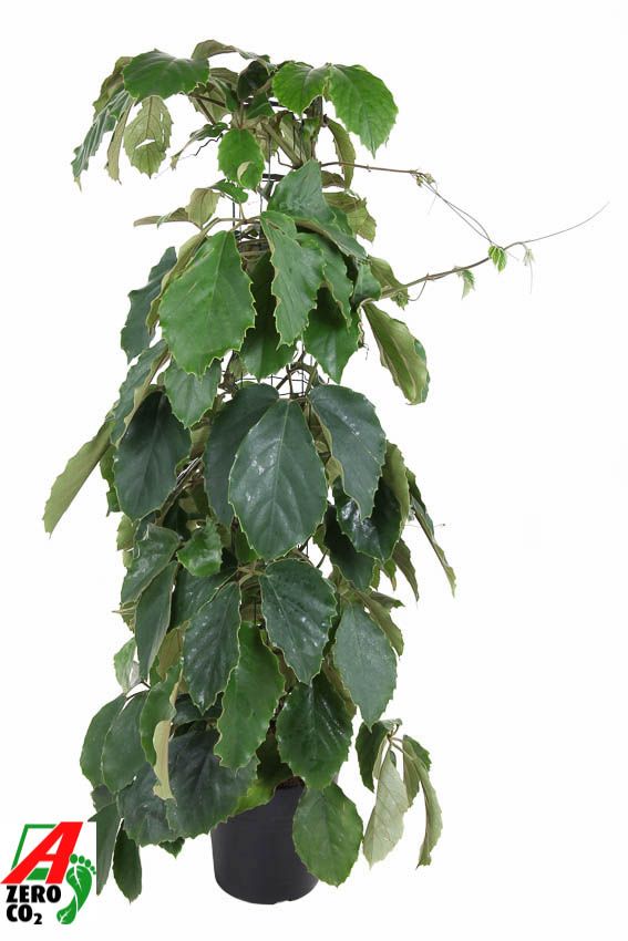 Tetrastigma voinierianum zuil P24 (NO GAP), D 24