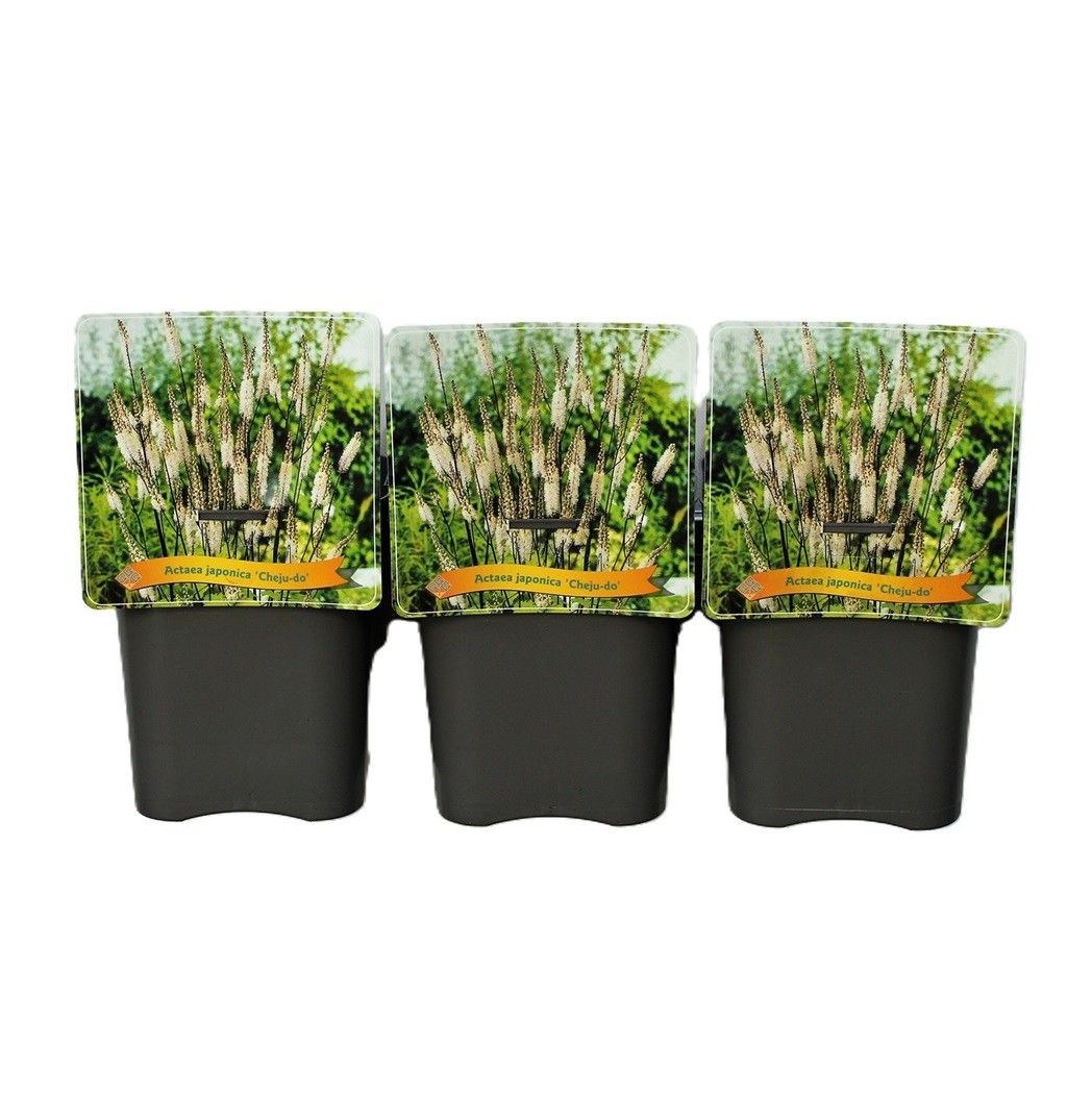 Actaea japonica 'Cheju-Do' C5, D 21