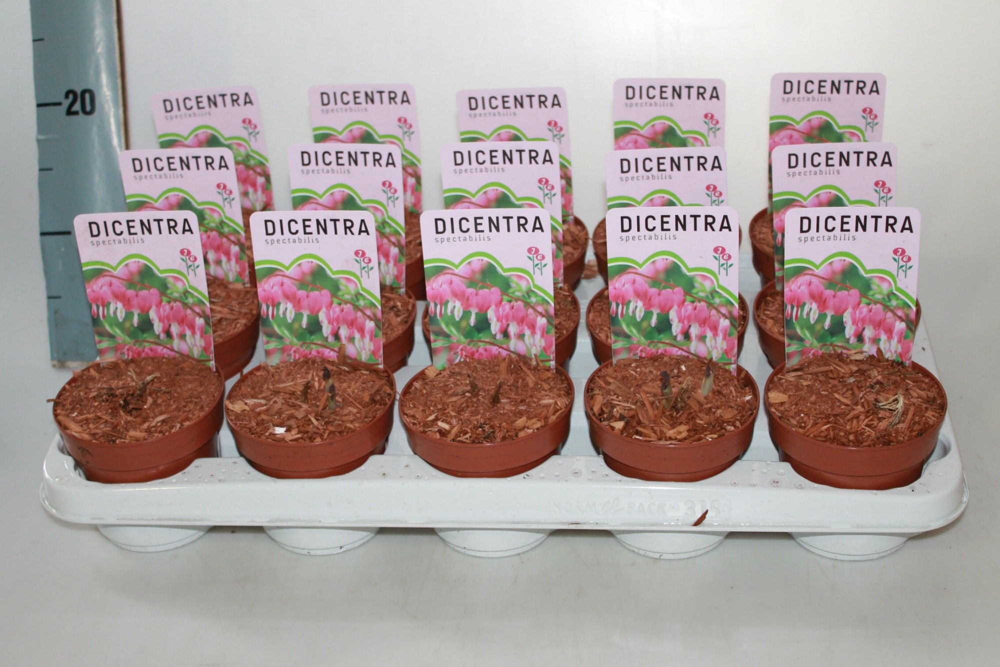 Dicentra spectabilis rose, D 10,5