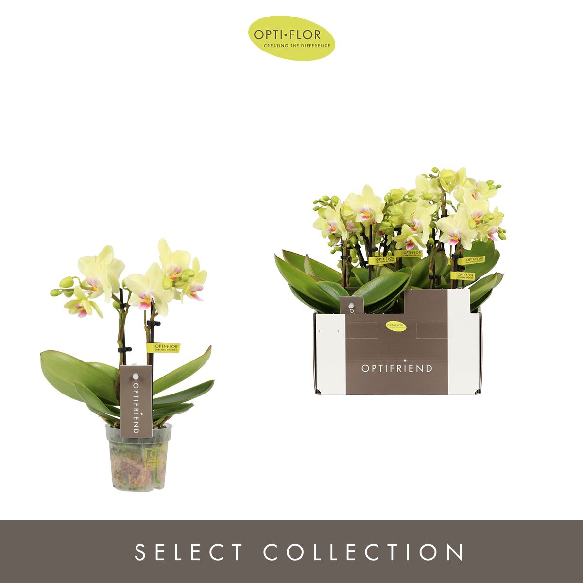 Optifriend Lena 2 spike, D 7 cm