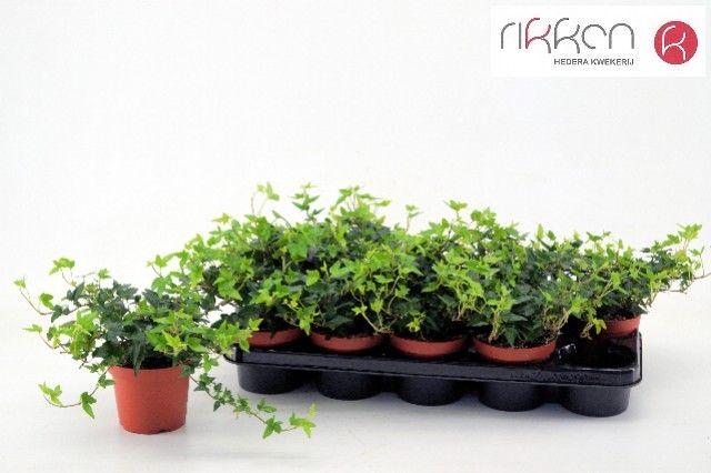Hedera Shamrock 12 cm, D 12