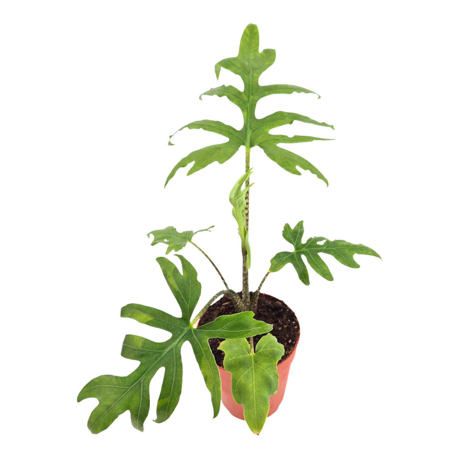 Alocasia Brancifolia, D 9 cm