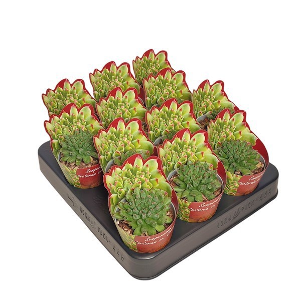 SEMPERVIVUM TECTORUM ODDITY POT Ø 6,5 SHAPED POTCOVER -TRAY 12 PCS (SUCCULENTEN), D 6,5