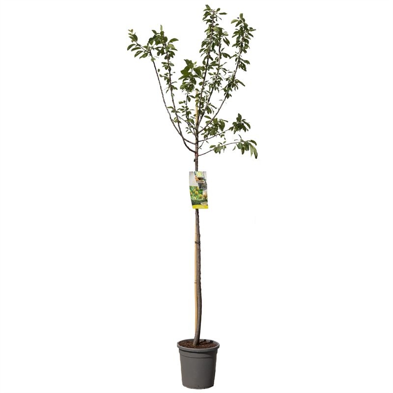 Prunus dom. R-Cl. d'Oullins hoog Gele pruim, D 31 cm