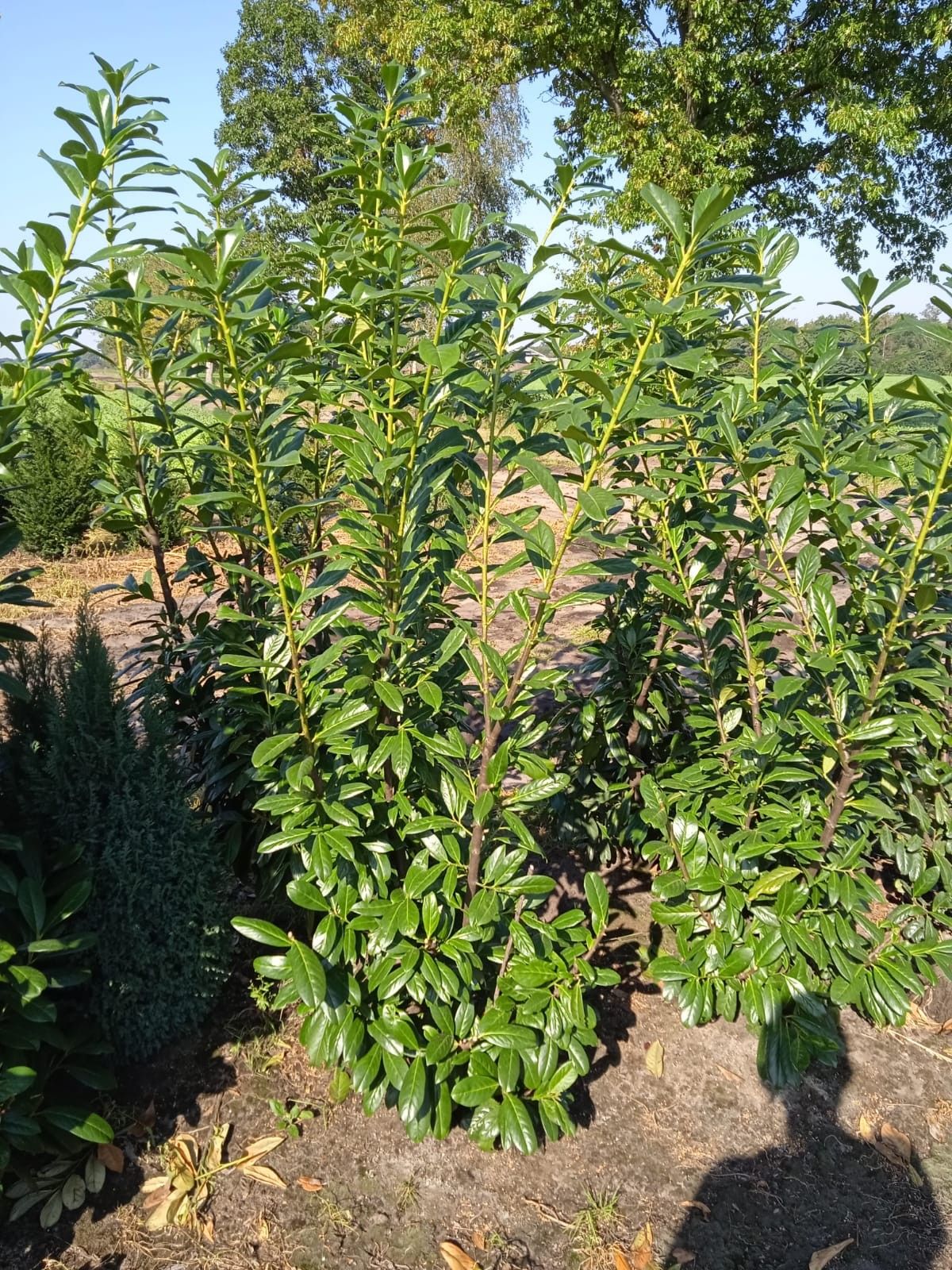 Prunus laurocerasus 'Rotundifolia' 200, D 27