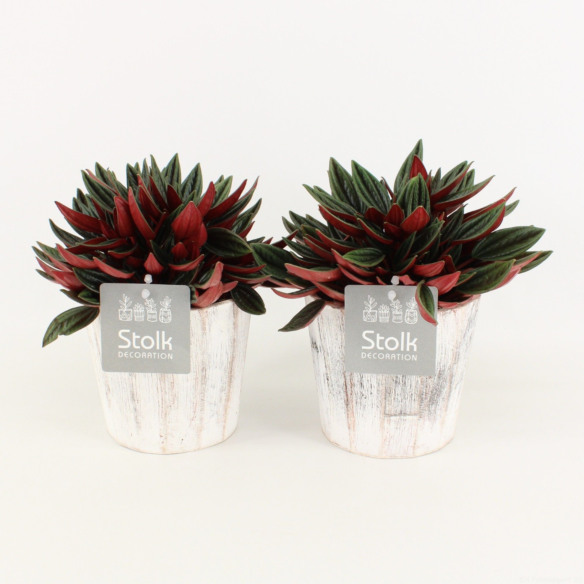 Peperomia Rosso in Pure Wood Wit, D 13