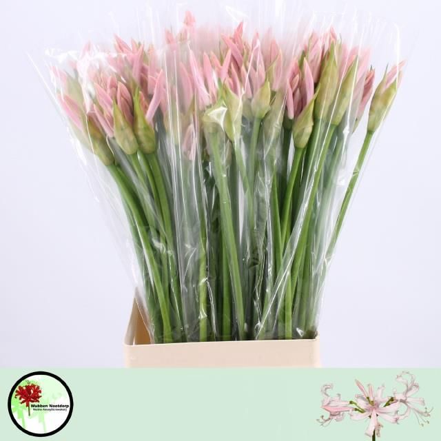 Нерине Софи 70, шт.