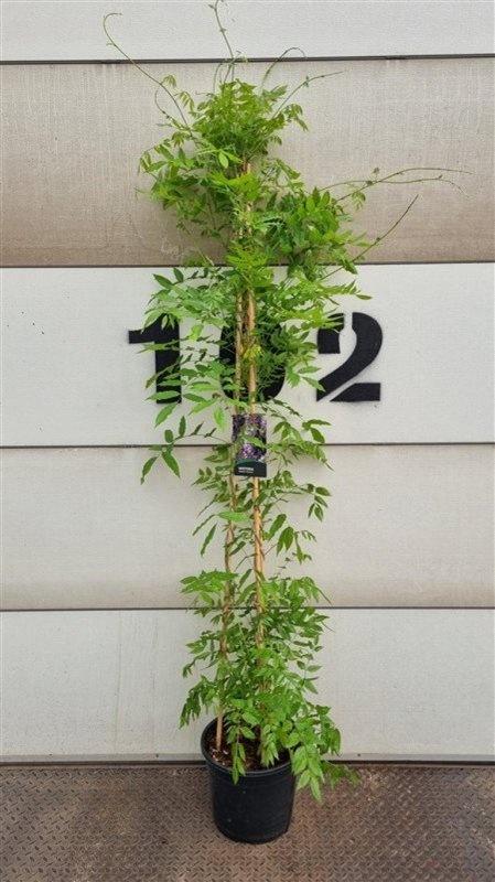Wisteria sinensis 'Prolific', D 40 cm