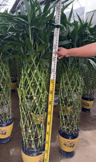 Драцена сандериана олл Йеллоу Бамбук Баскет 28 160