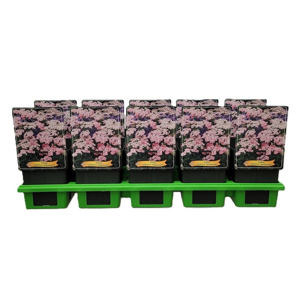 Achillea millefolium 'Appleblossom' P11, D 11