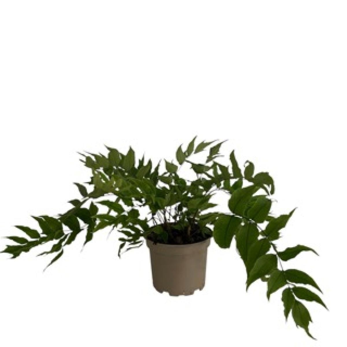 Cyrtomium fortunei clivicola, D 17 cm