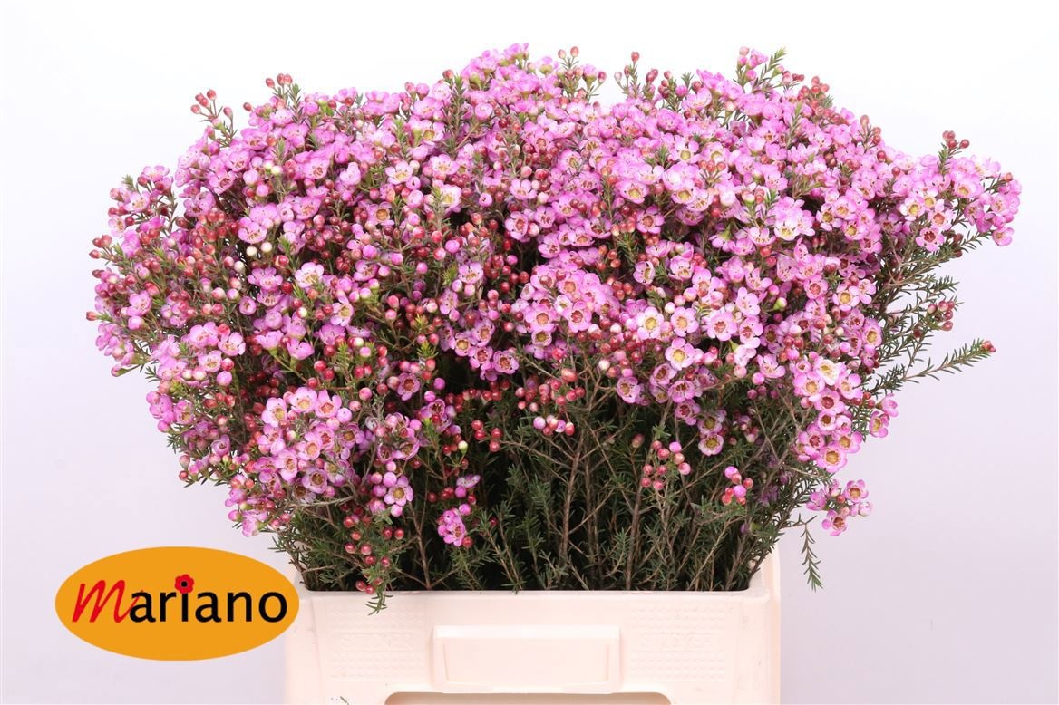 Шамелациум Ади 70 (роз.), шт.