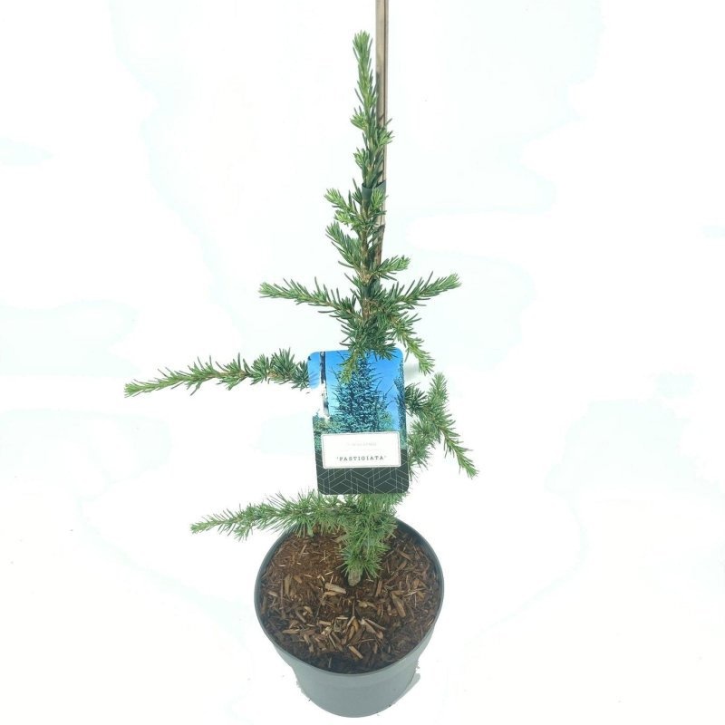 Cedrus l. 'Fastigiata', D 23